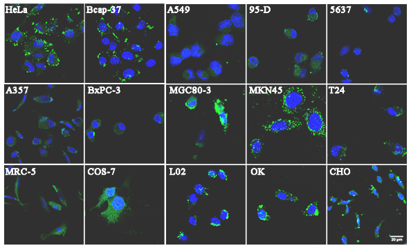 我公司在研新藥相關(guān)SCI論文在國(guó)際靶向藥物專業(yè)研究期刊發(fā)表
