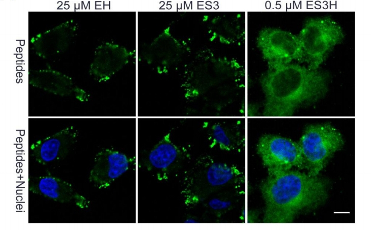 又一篇腫瘤靶向治療藥物開發(fā)的SCI論文在國(guó)際專業(yè)期刊上發(fā)表