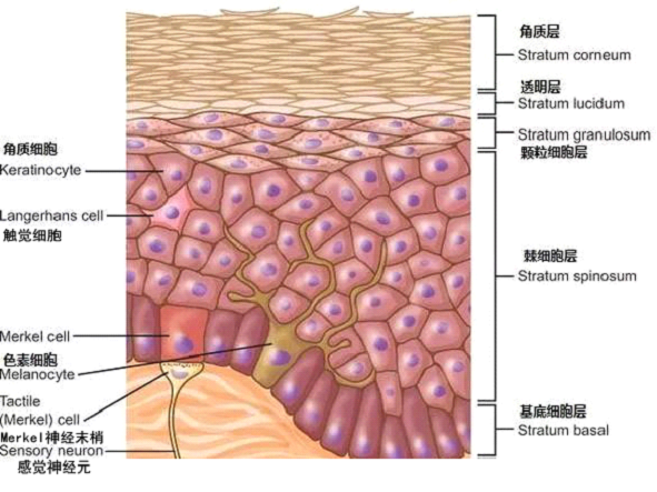 孚美達(dá)乳膏是如何淡化皮膚色素的？